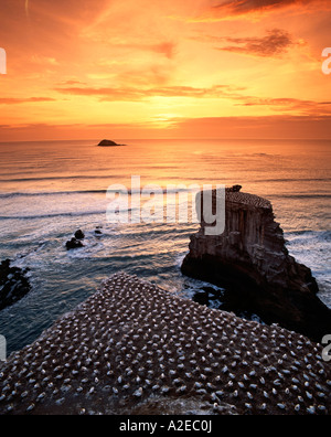 Nuova Zelanda gannett colony a muriwai beach gannett volare da Muriwai in australia e tornare indietro Foto Stock