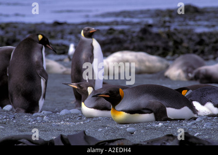 Australia, Macquarie Island, Lusitania Bay. Re pinguini (Aptenodytes patagonicus) Foto Stock