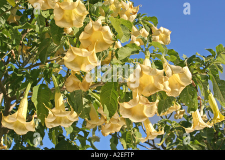 Angeli tromba impianto fioritura Lagos Algarve Portogallo Foto Stock