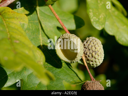 Svuotare acorn tazze di Pedunculate o Quercia farnia Quercus robur e foglie di quercia Bedgebury Forest Kent REGNO UNITO 04 Ottobre 2006 Foto Stock