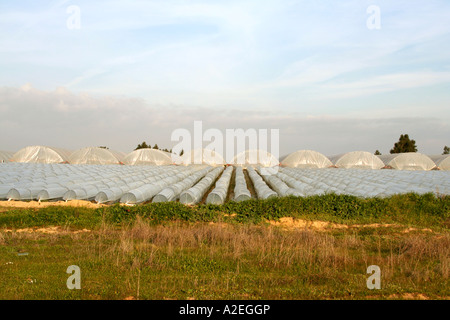 Serre di plastica e poli gallerie intensive di ortaggi e frutta agricoltura in Andalusia Spagna meridionale Foto Stock