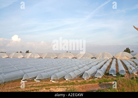 Serre di plastica e poli gallerie intensive di ortaggi e frutta agricoltura in Andalusia Spagna meridionale Foto Stock