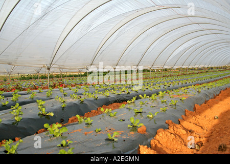 All'interno di serre di plastica e poli gallerie intensive di ortaggi e frutta agricoltura in Andalusia Spagna meridionale Foto Stock