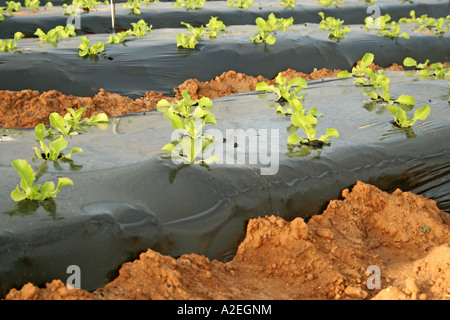 All'interno di serre di plastica e poli gallerie intensive di ortaggi e frutta agricoltura in Andalusia Spagna meridionale Foto Stock