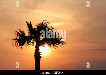 Palm tree al tramonto Ayamoura Andalusia Spagna del Sud Europa Foto Stock