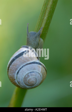 Un marrone lumaca a labbro Cepaea nemoralis crawl fino ad un impianto stelo Pegwell Bay Ramsgate Kent England Regno Unito 19 luglio 2006 Foto Stock