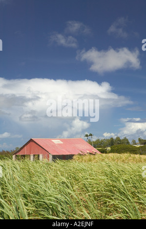 BARBADOS, Costa Nord Est, San Nicholas Abbey: San Nicholas Abbey piantagione di zucchero, i campi di zucchero di canna Foto Stock