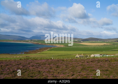 Dh Swanbister Bay ORPHIR ORKNEY fattoria croft house erica e verdi campi Foto Stock