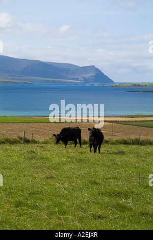 dh Bay of Ireland STENNESS ORKNEY due Aberdeen Angus nero Bovini di manzo in campo sopra Scapa Flow uk mucca bestiame Foto Stock