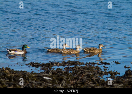 Dh le anatre bastarde DUCK UK tre femminili le anatre bastarde con maschio dietro il nuoto off seashore Foto Stock