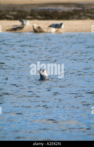 dh Harbor SEALs SEAL UK Common Harbour SEAL in acqua basando sulla riva di sabbia Loch Fleet scozia phoca vitulina Foto Stock