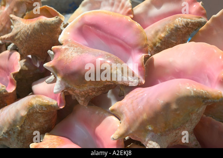 Caraibi, GRENADA, San Giorgio, San George's Harbour, Conch gusci per la vendita Foto Stock