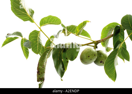 Le noci fresche sul ramoscello Foto Stock