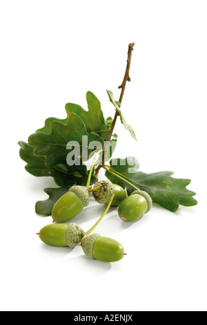 Ghiande e foglie di quercia Foto Stock