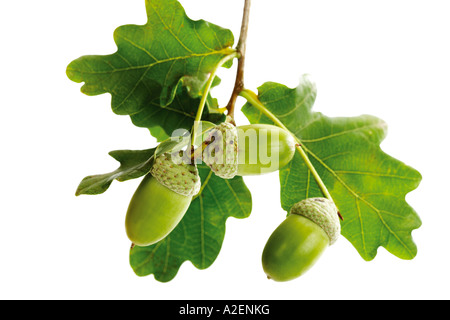 Ghiande e foglie di quercia Foto Stock