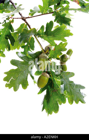 Ghiande e foglie di quercia Foto Stock
