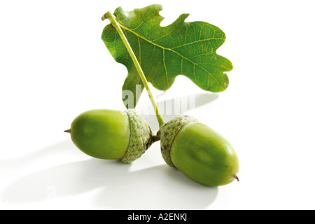 Due Ghiande di quercia e lasciare, close-up Foto Stock