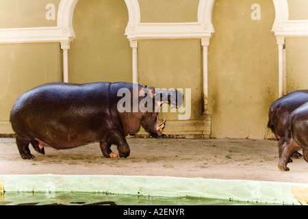 Germania, Colonia, ippopotami in zoo Foto Stock