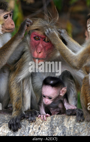 Toque macaco scimmia famiglia preening, Macaca Sinica, scimmie primati, Sri Lanka, Asia Foto Stock