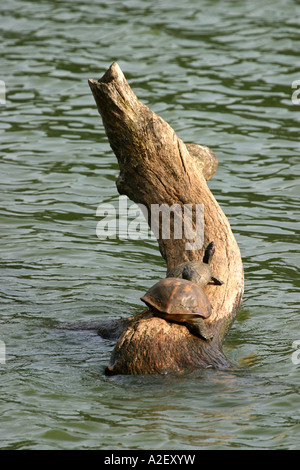 Sri Lanka fauna selvatica: Due terrapini si sole su un tronco, Kandy Lago, Sri Lanka Foto Stock