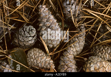 Coni Fir sul suolo della foresta Foto Stock