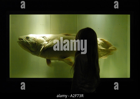 Giovane visitatore esamina un esemplare di Coelacanthus (Latimeria chalumnae) nel Museo di Storia Naturale di Londra, Gran Bretagna Foto Stock