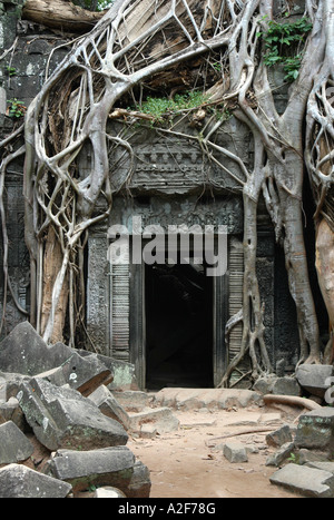 Rovine ricoperta di Ta Prohm tempio di Angkor zona vicino a Siem Reap, Cambogia Foto Stock