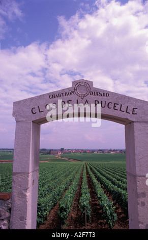 Ue, Francia, Borgogna, Vigna Puligny-Montrachet gateway Foto Stock