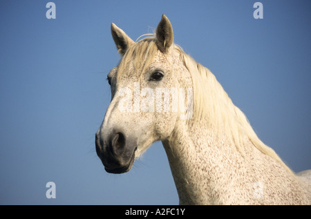 Ritratto di un cavallo Andaluso con Foto Stock