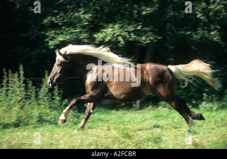 Cavallo pesanti in esecuzione in un campo della Foresta Nera a cavallo dello sforzo Foto Stock