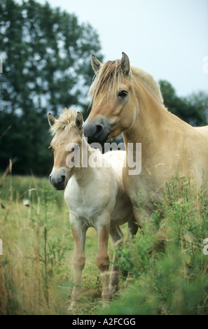 Mare e puledro fiordo norvegese Foto Stock