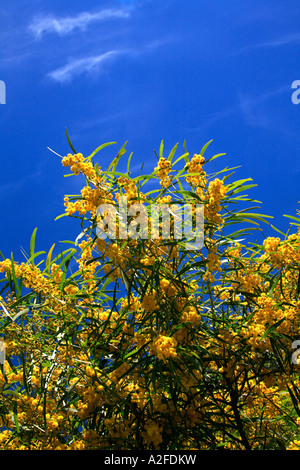 Australia s fiore nazionale il giallo di bargiglio albero in fiore in cielo australiano Foto Stock