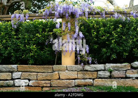 Vitigno di glicine pende da una pergola sul muro di pietra Foto Stock