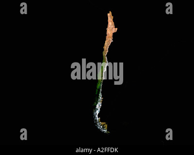 Ha evidenziato un'immagine satellitare del Cile senza i paesi circostanti hanno mostrato Foto Stock