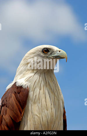 Testa bianca kite, Haliastur indus, Thailandia Foto Stock