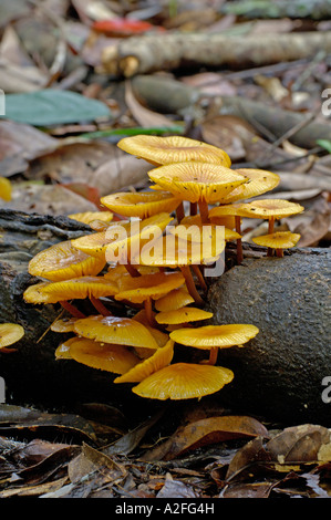 Funghi su alberi nella giungla della Thailandia Foto Stock