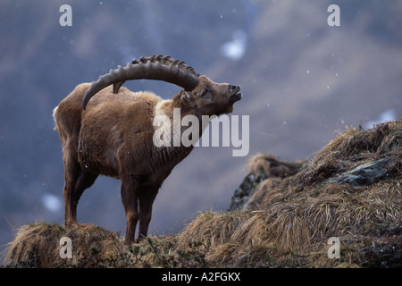 Flaming stambecco (Capra ibex) Tirolo, Austria Foto Stock