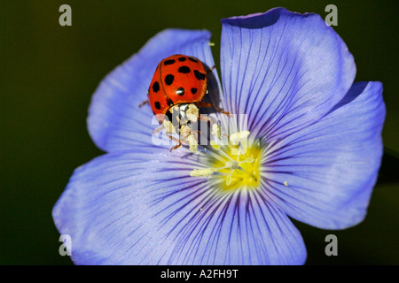 Variopinto asian lady beetle - asian ladybird (Harmonia axyridis) su un blu fiore di lino (Linum perenne) Foto Stock