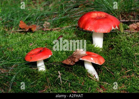 Funghi rosso (Russula emetica) Foto Stock