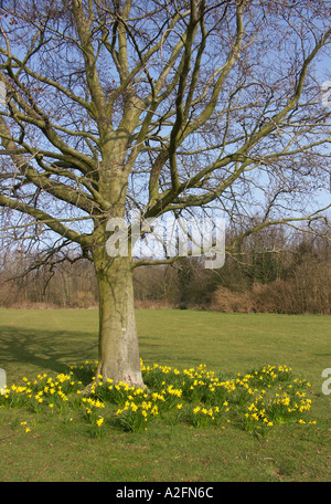 Parco Withdean Brighton East Sussex England Foto Stock