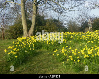 Parco Withdean Brighton East Sussex England Foto Stock