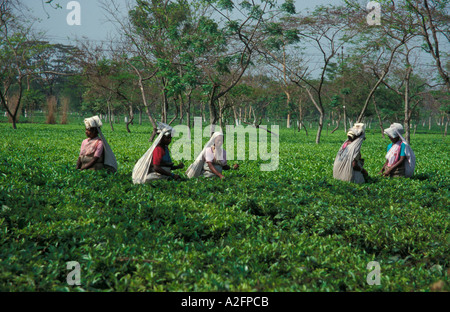 Una piantagione di tè a Darjeeling Himalaya India Foto Stock