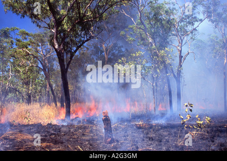 Bushfire nel Parco Nazionale Kakadu e Territorio del Nord Australia Foto Stock