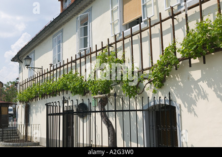 La SLOVENIA, Stajerska, Maribor: Stara Trta Grapevine / 400 anno vecchio vitigno / Maribor più celebre di possesso Foto Stock