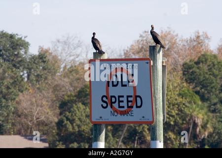 Gli uccelli seduto sul segno in barca Foto Stock