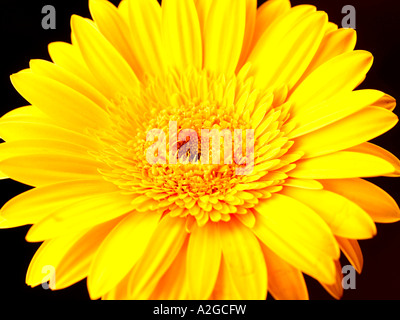 Unico grande delicato di gerbera gialla fiore in fiore isolata contro uno sfondo nero con n. di persone e di un tracciato di ritaglio Foto Stock