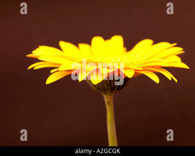 Unico grande delicato di gerbera gialla fiore in fiore isolata contro uno sfondo nero con n. di persone e di un tracciato di ritaglio Foto Stock