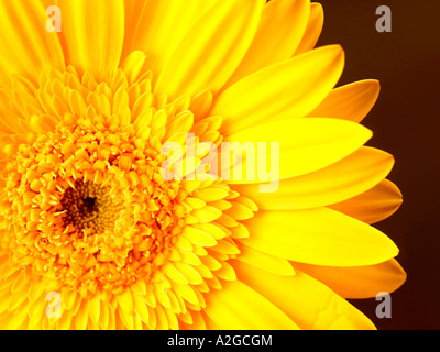 Unico grande delicato di gerbera gialla fiore in fiore isolata contro uno sfondo nero con n. di persone e di un tracciato di ritaglio Foto Stock