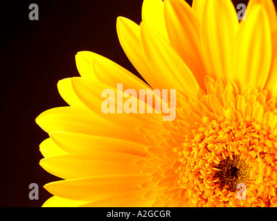 Unico grande delicato di gerbera gialla fiore in fiore isolata contro uno sfondo nero con n. di persone e di un tracciato di ritaglio Foto Stock