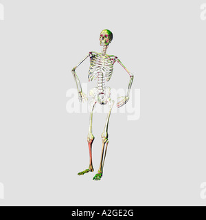 Scheletro umano Foto Stock